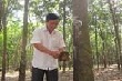 Bài học đắng từ phát triển nóng cao su